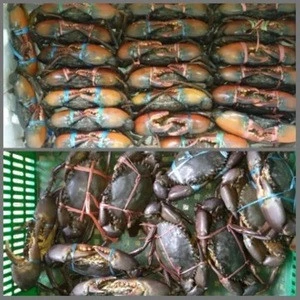 Quality Soft Shell Crab/Live Mud Crab/Frozen Soft shell Crab Box