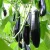 Import S519 Qie zi Early Maturity Popular Hybrid Eggplant Seeds from China