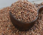 Sorghum