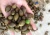 Import Sterculia lychnophora / Malva nut Vietnam from Vietnam