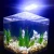 Import Super Slim Aquarium Fish Tank 5730 LED Light Clip-on Lamp Aquatic Lighting from China