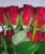 Import Tajmahal Indian Roses/Valentine Red Roses/Fresh Cut Flowers! from India