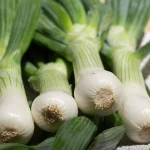 TOP FRESH SCALLIONS / FRESH AND DRIED