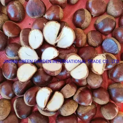 Top Quality China Sweet Chestnut, Chestnut Wholesale Chestnut New Crop Chestnut