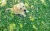 Import Top Sale Landscaping Synthetic Grass for Dogs and Pets from China