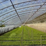 UV treated 100 micron plastic greenhouse film