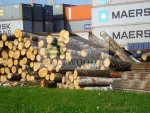 White birch logs, Baltic Birch logs