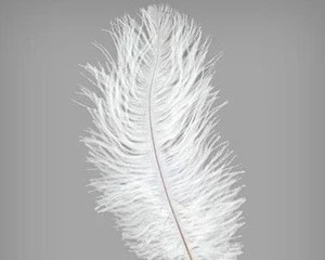 Wholesale 70-75cm white Ostrich Feather for Wedding Centerpiece
