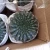 Import wholesale cactus Gymnocalycium baldianum crist natural plant nature cactus from China