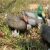 Import Wholesale decoys for duck hunting,hunting accessories,XPE foam hunting decoys from China
