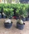 Import Wholesale ficus microcarpa / ficus bonsai with nice leaves from China