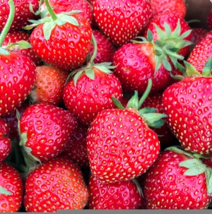 Wholesale Fresh Strawberry / Strawberry Fruit Price / Strawberry Fruit