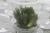 Import Wholesale Mini ornamental plants succulent plant from China