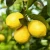 Import Wholesale Yellow High Quality Healthy Citrus Fruit Fresh Lemon from China