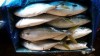 YELLOWTAIL frozen seafood export from Busan