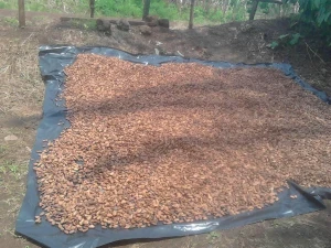 Best Dried Raw Cacao Beans