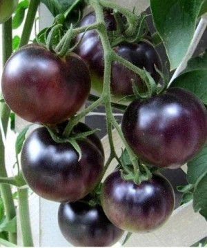 Fresh Tomato Black Vietnam
