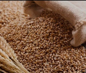 NON-GMO  PREMIUM GRADE WHEAT