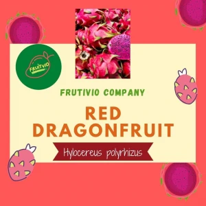Premium Red Dragonfruit