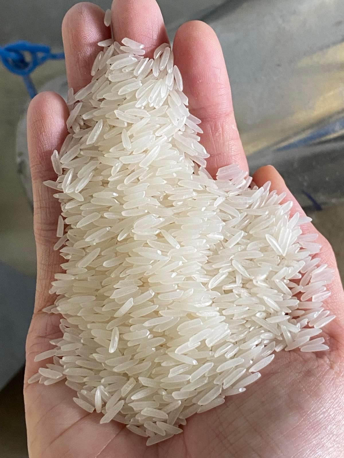 Buy Vietnam St25 Rice from FOUR POINT TRADING PRODUCTION COMPANY ...