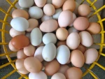 Table Eggs, Brown and White Eggs,Premium Farm Fresh Chicken Eggs