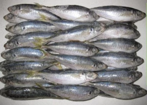 Frozen Pacific Mackerel Fish for Africa, Frozen Fish in Wholesale