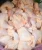 Import Frozen Chicken Feet Chicken Paws at Wholesale Price from USA