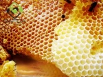 Safqa Fresh and Organic Honey 30 Kg