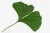 Import Ginkgo Leaves Extract from China