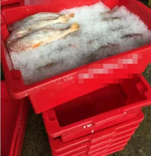 Plastic boxes used in fish