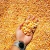 Import New Crop Yellow Corn Maize for human and animal feed grade consumption Yellow Corn For Poultry Feed from Republic of Türkiye