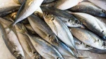 Frozen Horse Mackerel (Trachurus spp.) – Export Quality