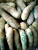 Import Yams from Nigeria