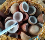 Coconut Copra