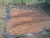 Import Best Dried Raw Cacao Beans from Cameroon