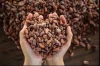 Premium cocoa beans