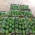 Import 100% Natural Fresh Avocado from Tanzania