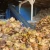 Import Heavy duty coconut shell fiber jute fiber extraction machine, automatic palm fiber extraction production line from China