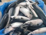 Frozen Atlantic Mackerel Fish