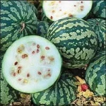 Aloe vera leaves and Kalahari Melon Virgin Oil