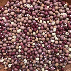 Premium Jugo Beans for Sale with High Protein and Fiber Content for Nutritious and Healthy Meal
