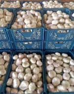 Fresh Garlic