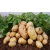 Import High Quality 80% Potato Protein Powder – Freeze-Dried Sweet Potato Protein for Food & Feed Use from South Africa