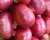 Import 100% Fresh Export Quality Red Onion from India from India