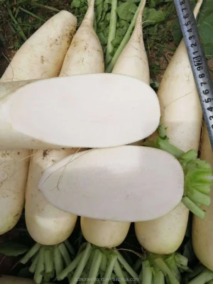 2020 chinese supplier bulk the latest crop of fresh crispy big white radish