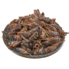 10030 Xi shuai chinese mole cricke Insect dried gryllolaptaptidae reptiles food