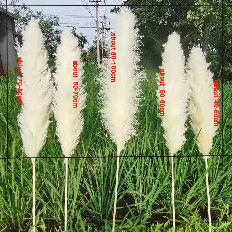 A-31  amazon amazon 2021 new arrivals natural dried flower decorative flowers artificial flowers large pampas pampa grass