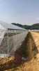 agricultural vegetables solar greenhouse hydroponic hot sale