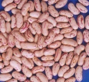 all kinds of kidney beans