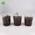 Import Amazon Top Selling DIY real live bonsai tree starter kit grow to Podocarpus Macrophyllus from China